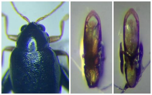 Réf. 294 997 : Longitarsus niger